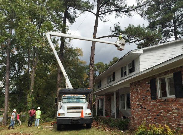 How Our Tree Care Process Works  in  Orwell, OH