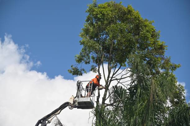 Best Stump Grinding and Removal  in Orwell, OH